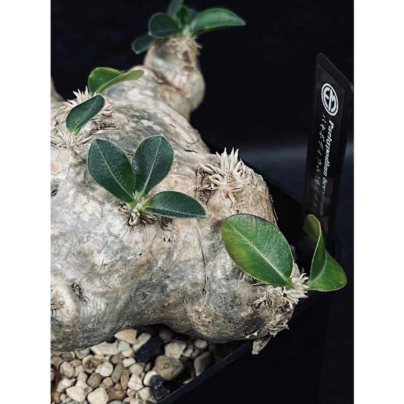 パキポディウム ブレビカウレ '恵比寿笑い' 現地球「Pachypodium パキポディウム ブレビカウレ '恵比寿笑い' 現地球「Pachypodium