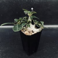 EMP サンセベリア ニアパット ドワーフ / 小型種 SA430 サンセベリア ニアパット ドワーフ 「Sansevieria Niaphat dwarf」 S