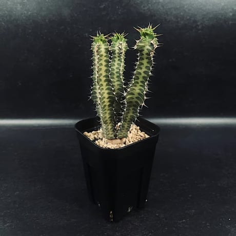 CATEGORY 販売価格一覧 | EM Plants Online Store