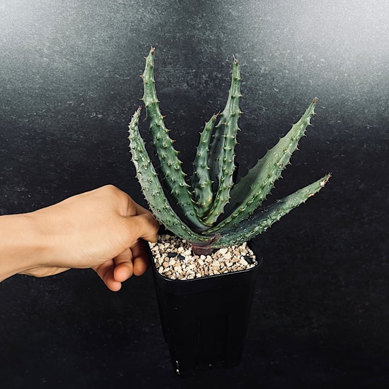 アロエ・マルロシー・大 f6cba066eec34d6d94f1bf08b1d8ce