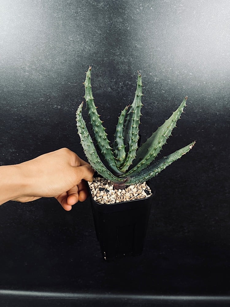 アロエ・マルロシー・大 アロエ マルロシー | PROTOLEAF プロトリーフ