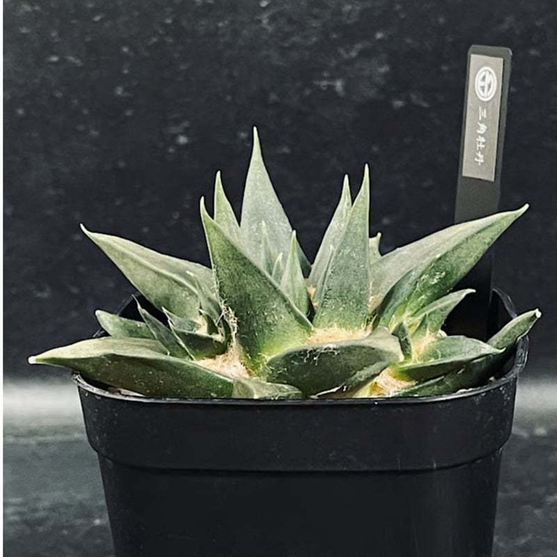 アリオカルプス「三角牡丹」実生 アリオカルプス 三角牡丹 4頭 実生 「Ariocarpus trigonus