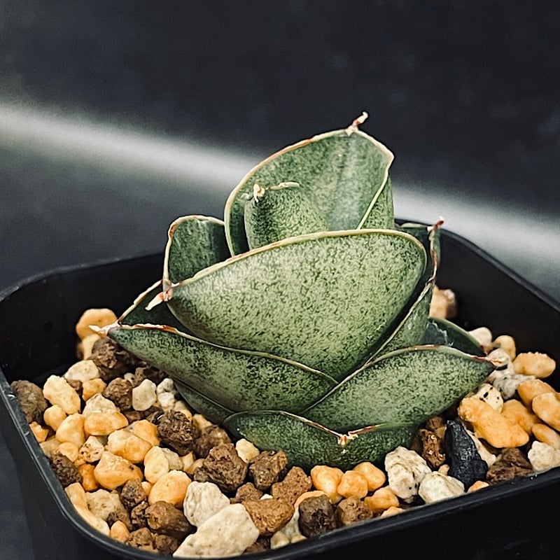 サンセベリア サン ディー 「Sansevieria San Dee」SA320 | EM P