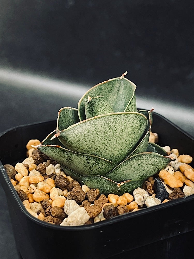 EMP サンセベリア サンディー San Dee / ※2枚目以降SA320 EMP サンセベリア サンディー San Dee / ※2枚目以降SA320 - メルカリ