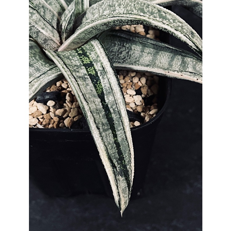 ガステリア 春鶯囀錦 極上白斑 GA13-2 | EM Plants ガステリア 春鶯囀錦 極上白斑 GA13-2 | EM Plants