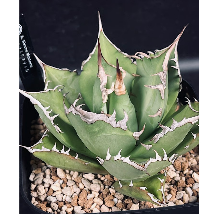 アガベ チタノタ シエラミクスティカ 「Agave FO-076 Sierra Mixteca