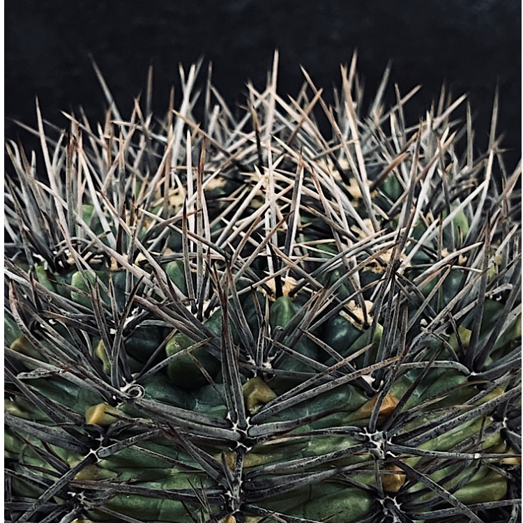 ギムノカリキウム ”大型” 二グラム 親木「Gymnocalycium