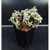 サンセベリア ニアパット ドワーフ「Sansevieria Niaphat dwarf」SA3