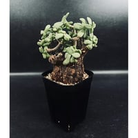 サンセベリア モモ 「Sansevieria Momo」 SA346 | EM Plants