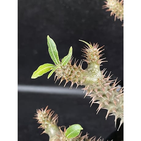 パキポディウム マカイエンセ 現地球 「Pachypodium makayense」