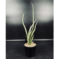 フェロカクタス 神仙玉 南方形 実生 「Ferocactus gracilis subsp.