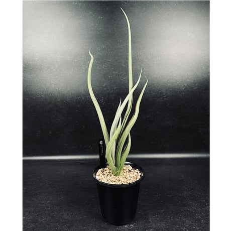 札のみ　HALKAさん　Colorata Atemajac CATEGORY 販売価格一覧 | EM Plants Online Store