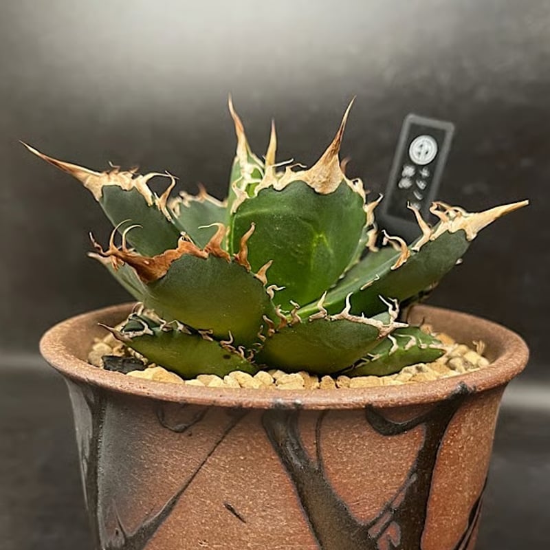 アガベ チタノタ 魔竜 ＋ 萬古焼 金彩鉢 | EM Plants Online Store
