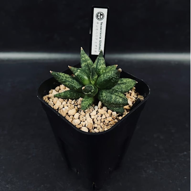 サンセベリア イザナギ 選抜個体「Sansevieria Izanagi」SA62-1 | E
