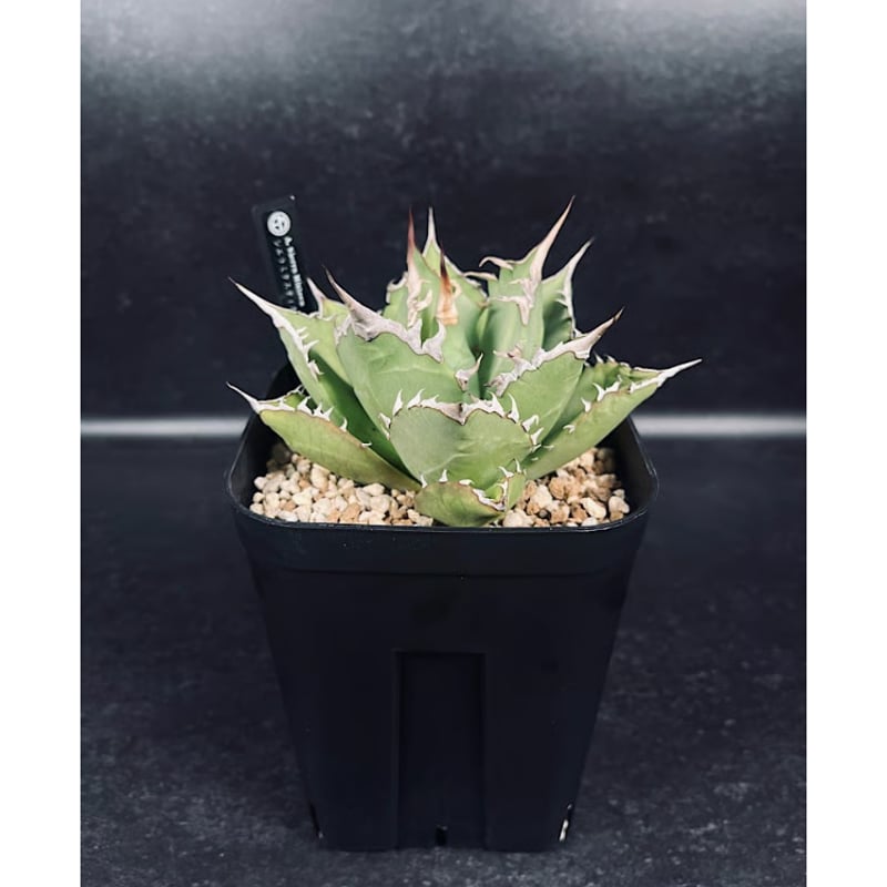 アガベ チタノタ シエラミクスティカ 「Agave FO-076 Sierra Mixteca