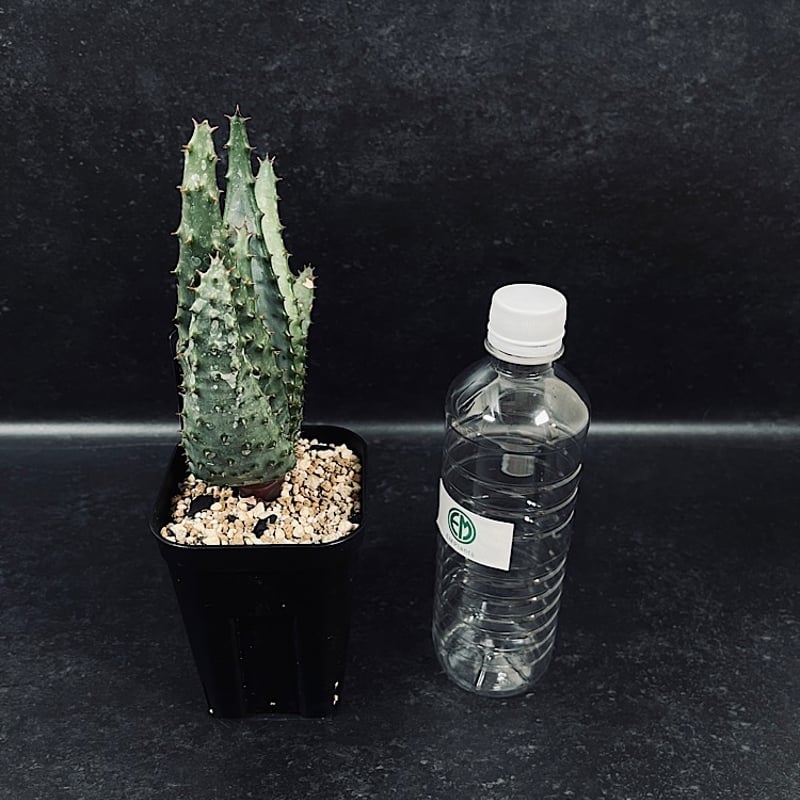アロエ マルロシー 鬼切丸 「Aloe marlothii 」AL6-2 | EM Plant