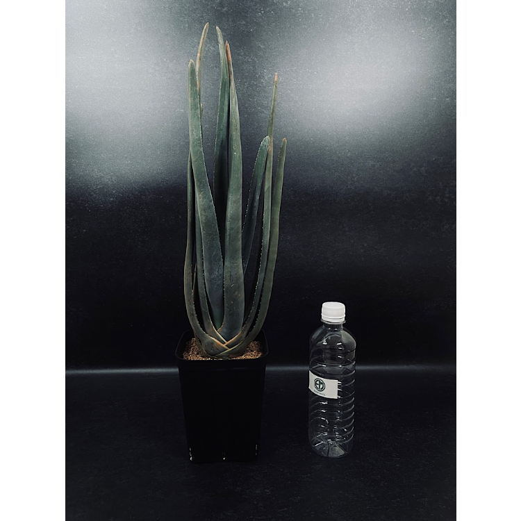 アロエ　スザンナエ　沖縄　実生　レア品種　aloe suzannae アロエ スザンナエ 沖縄 実生 レア品種 aloe suzannae アロエ