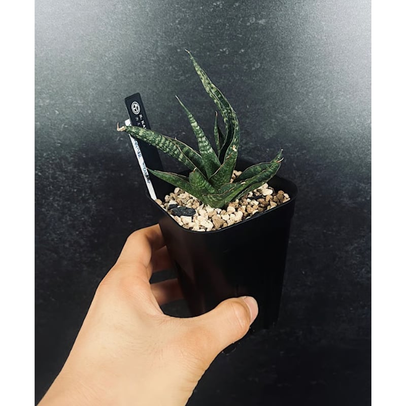 サンセベリア カミナリ 雷 「Sansevieria KAMINARI」 SA393 | E