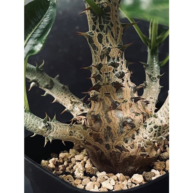 パキポディウム ウィンゾリー 実生「Pachypodium baronii var