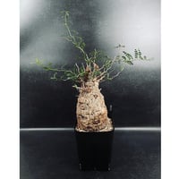 EMP アデニア プセウド グロボーサ / CX116 EMP アデニア プセウド