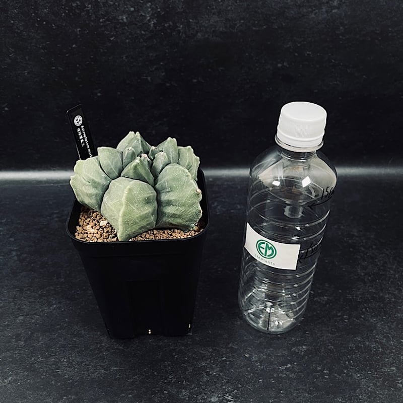 【国内今夏採種】サピニー 10粒 71_ab6415ec-da7e-41d9-b4ce-