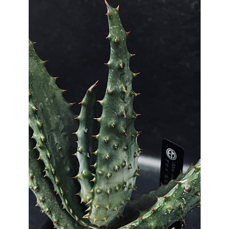 アロエ マルロシー 鬼切丸 「Aloe marlothii 」AL6-2 | EM Plant