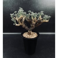 サンセベリア ニアパット ドワーフ「Sansevieria Niaphat dwarf」SA3