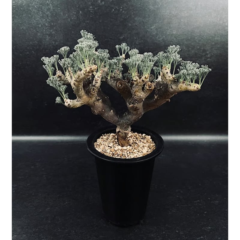 モンソニア　ムルチフィダ① モンソニア ムルチフィダ①大型 | X−PLANTS