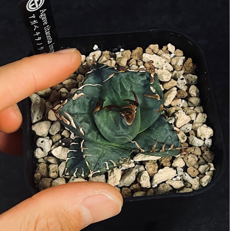 アガベ チタノタ 魔丸 '陽炎' 選抜個体 「Agave titanota imps