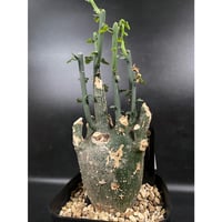 アデニア プセウドグロボーサ 現地球 「Adenia pseudoglobosa」