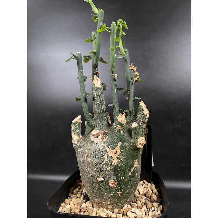 アデニア プセウドグロボーサ 現地球 「Adenia pseudoglobosa」 CX116