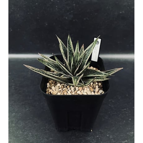 CATEGORY アロエ | EM Plants Online Store