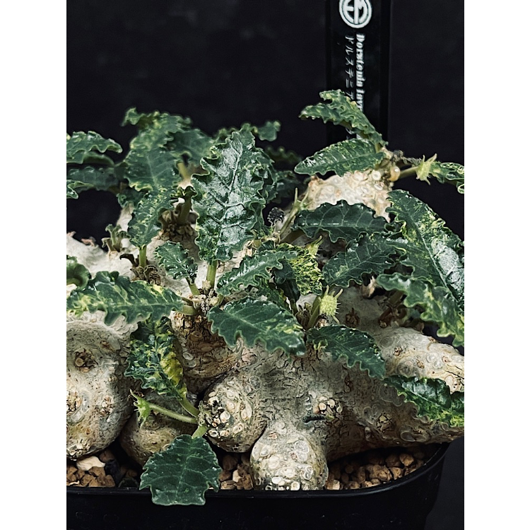 きめちゃん　ドルステニア　ラブラニー×ホルウッディODDROOTS管理株 きめちゃん ドルステニア ラブラニー×ホルウッディODDROOTS管理