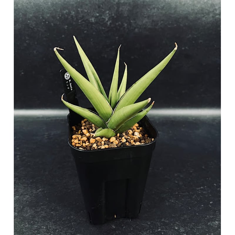 サンセベリア ランタ 「Sansevieria Lanta」SA98 | EM Plants