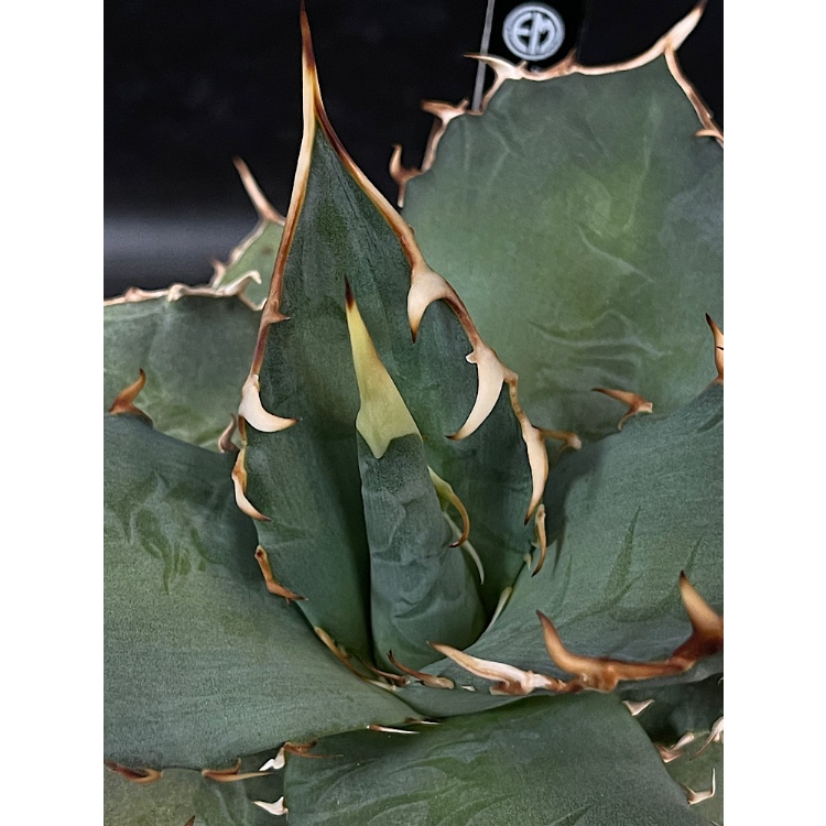 アガベ チタノタ 覇王竜 大株「Agave titanota 'Haouryu'」AG24-2