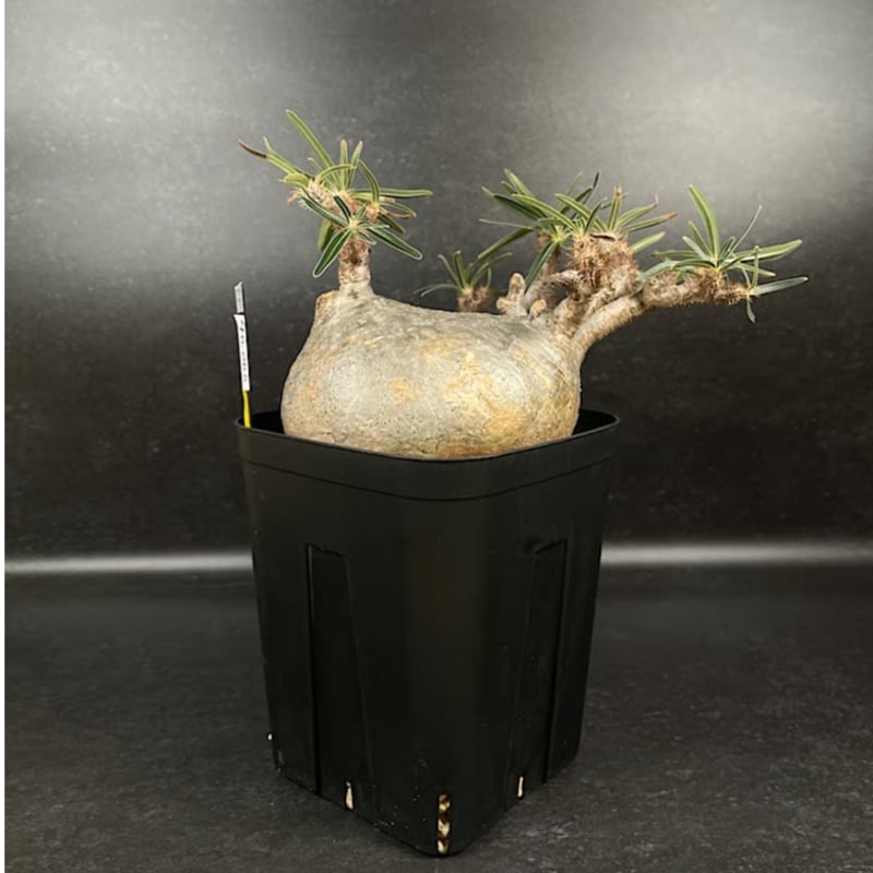 パキポディウム グラキリス 現地球 「Pachypodium rosulatum var. g