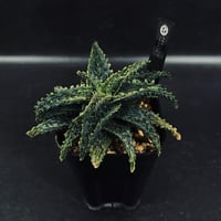 アデニウム.スワジクム アデニウム スワジクム「Adenium swazicum」AD16-3 | EM Plants