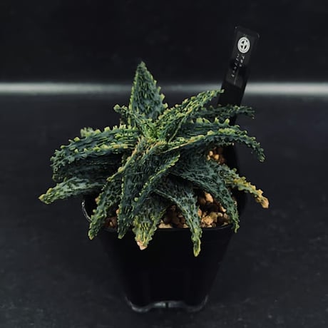 CATEGORY アロエ | EM Plants Online Store
