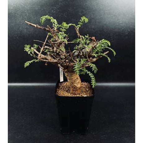 マテレア　シクロフォラ　実生 マテレア シクロフォラ 実生