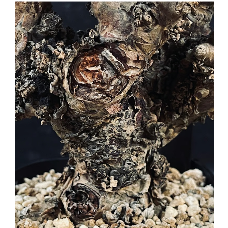 万物想 チレコドン レティキュラーツス 万物想「Tylecodon reticulatus」CX111