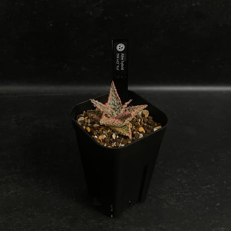 CATEGORY アロエ | EM Plants Online Store