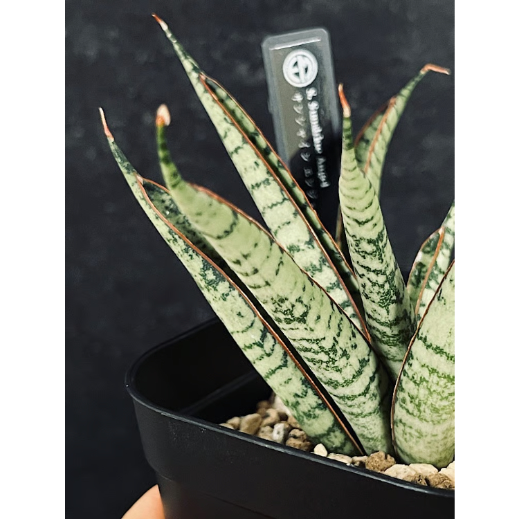 EMP サンセベリア サンシャイン エンジェル / 完成品 SA365 サンセベリア サンシャインエンジェル「Sansevieria Sunshine