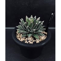 EMP サンセベリア サンディー San Dee / ※2枚目以降SA320 サンセベリア サン ディー 「Sansevieria San Dee」SA320 | EM P