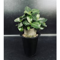 サンセベリア ニアパット ドワーフ「Sansevieria Niaphat dwarf」SA3