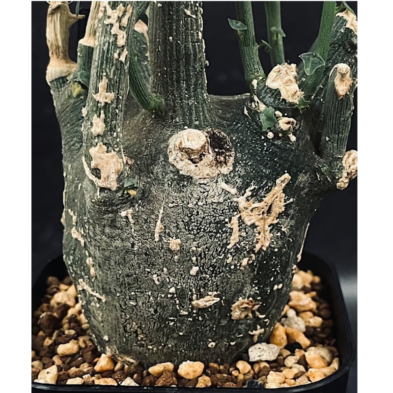 アデニア プセウドグロボーサ Adenia pseudoglobosa 現地球 アデニア プセウドグロボーサ Adenia pseudoglobosa 20210806