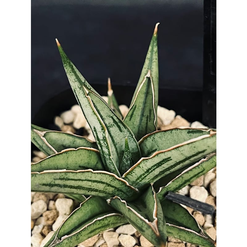 EMP サンセベリア Dazzle Ray ダズル レイ / SA387 サンセベリア ダズル レイ 「Sansevieria Dazzle Ray」 SA387 |