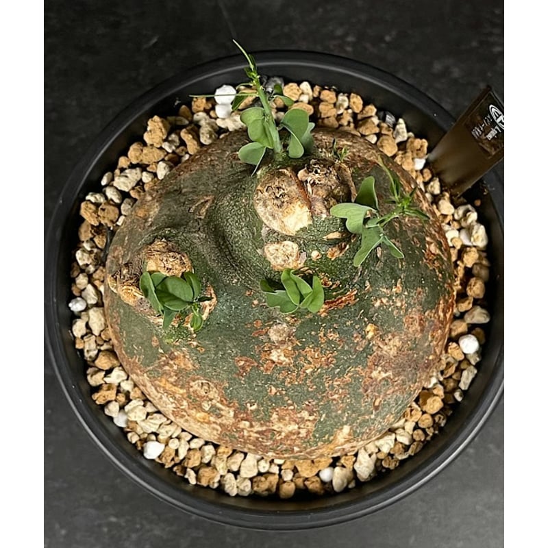 アデニア スピノーサ 現地球 「Adenia spinosa」 選抜株 CX177 | EM