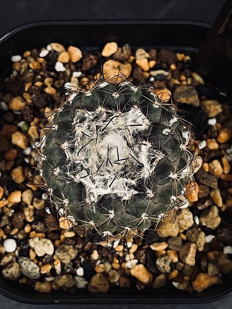 コピアポア エスメラルダナ 実生「copiapoa esmeraldana」CT34-1
