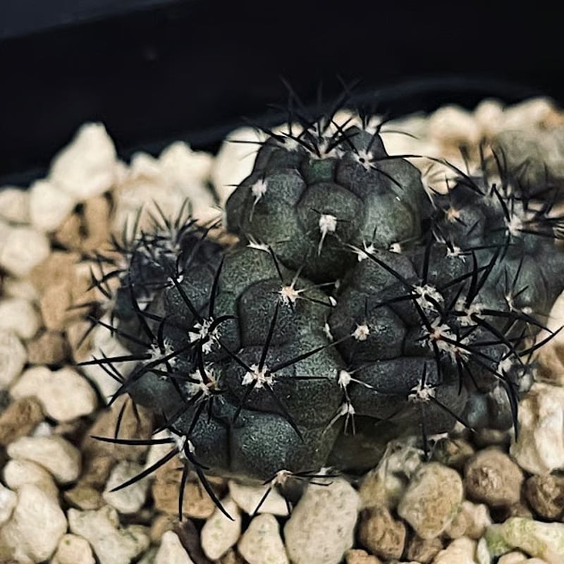 コピアポア グリセオビオラセラ 実生 群生 「Copiapoa