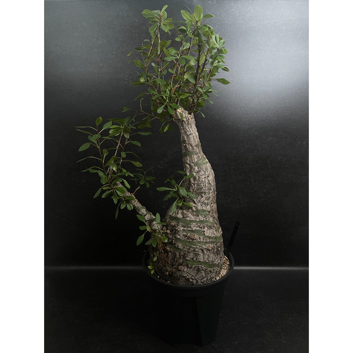 Fouquieria fasciculata フォークイエリア ファシクラータ フォークイエリア ファシクラータ「Fouquieria fasciculata